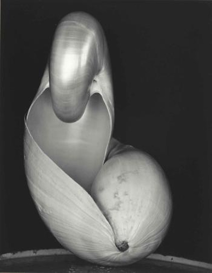 Shell by Edward Weston