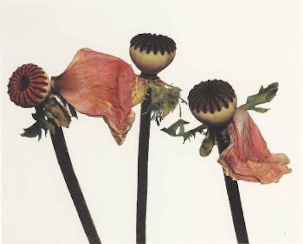 Single Oriental Poppy (New York) by Irving Penn