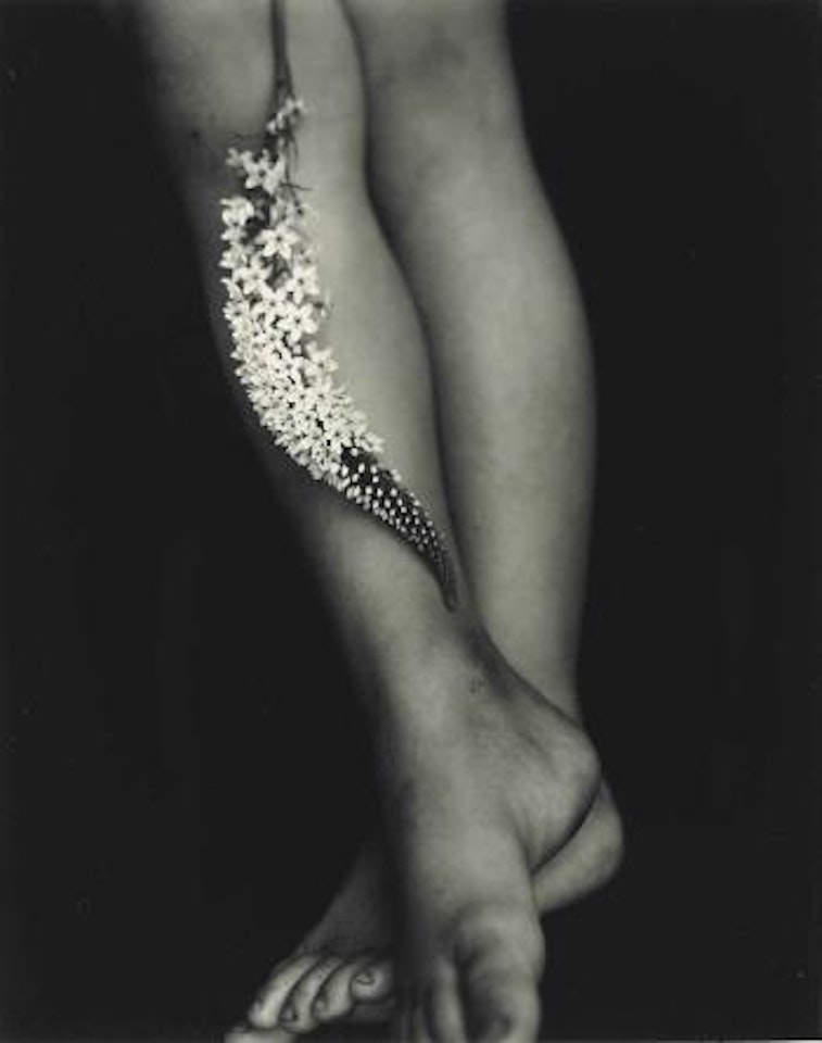 Gooseneck Loosestrife by Sally Mann