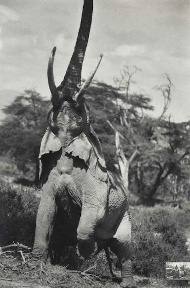 Elephant Reaching for the Last Branch on a Tree, Kenya, for 'The End of the Game' by Peter Beard
