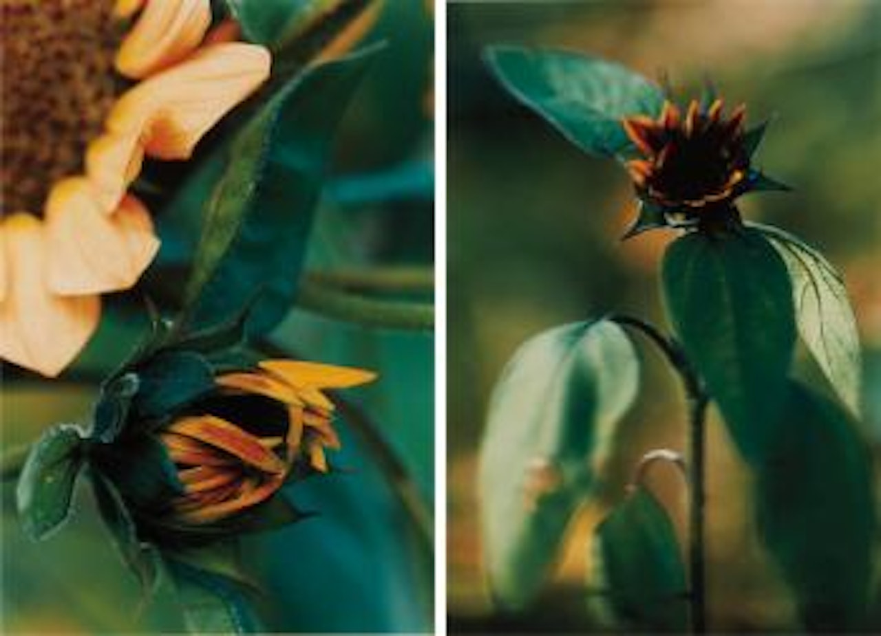 Two works: Plant N°16, Small Sunflower with black kernel, Winterthur; Plant N°18, Kleine Geschlossenen Sonnenblume, Winterthur, 1992 by Thomas Struth