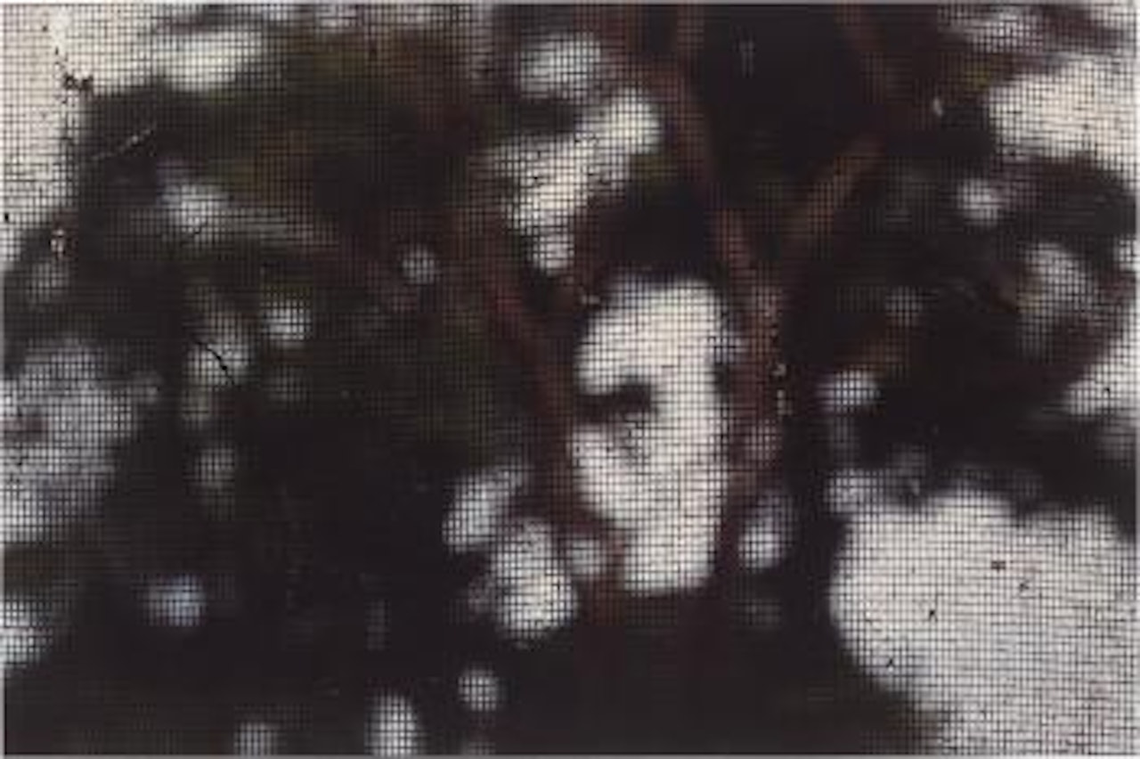 Mosquitero, 2002 by Gabriel Orozco