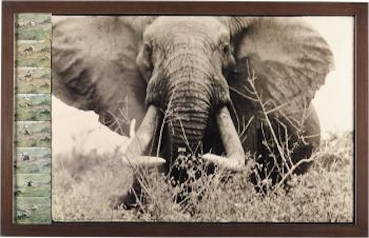 Tsavo north on the Athi Tiva, circa 150 lbs.- 160 lbs. Side bull elephant, February, 1965 by Peter Beard