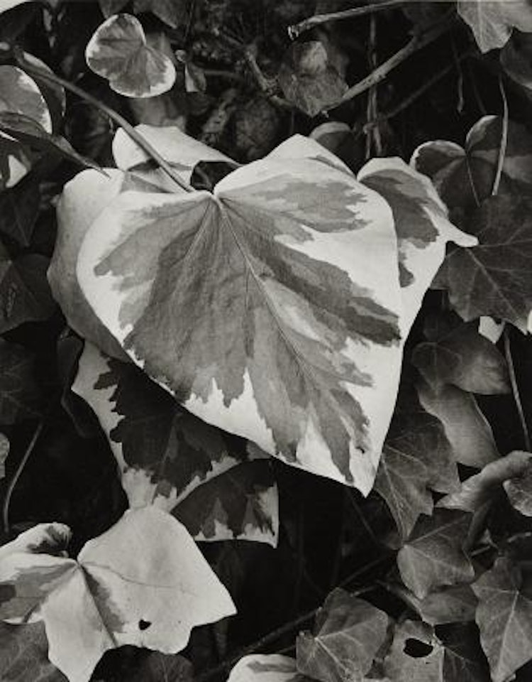 Yellow vine and rock plants, Orgeval, France by Paul Strand
