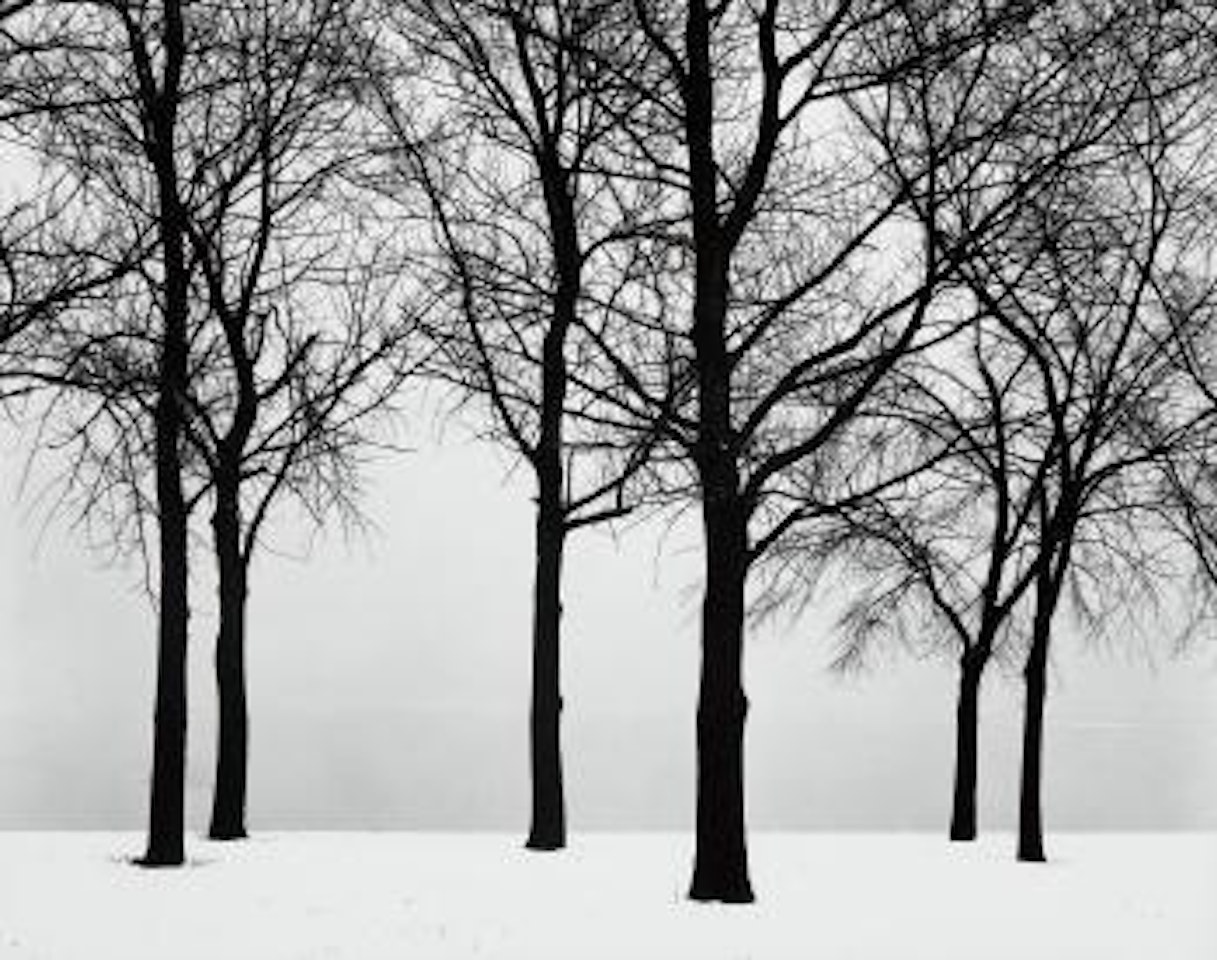 Chicago (Trees in Snow) by Harry Callahan