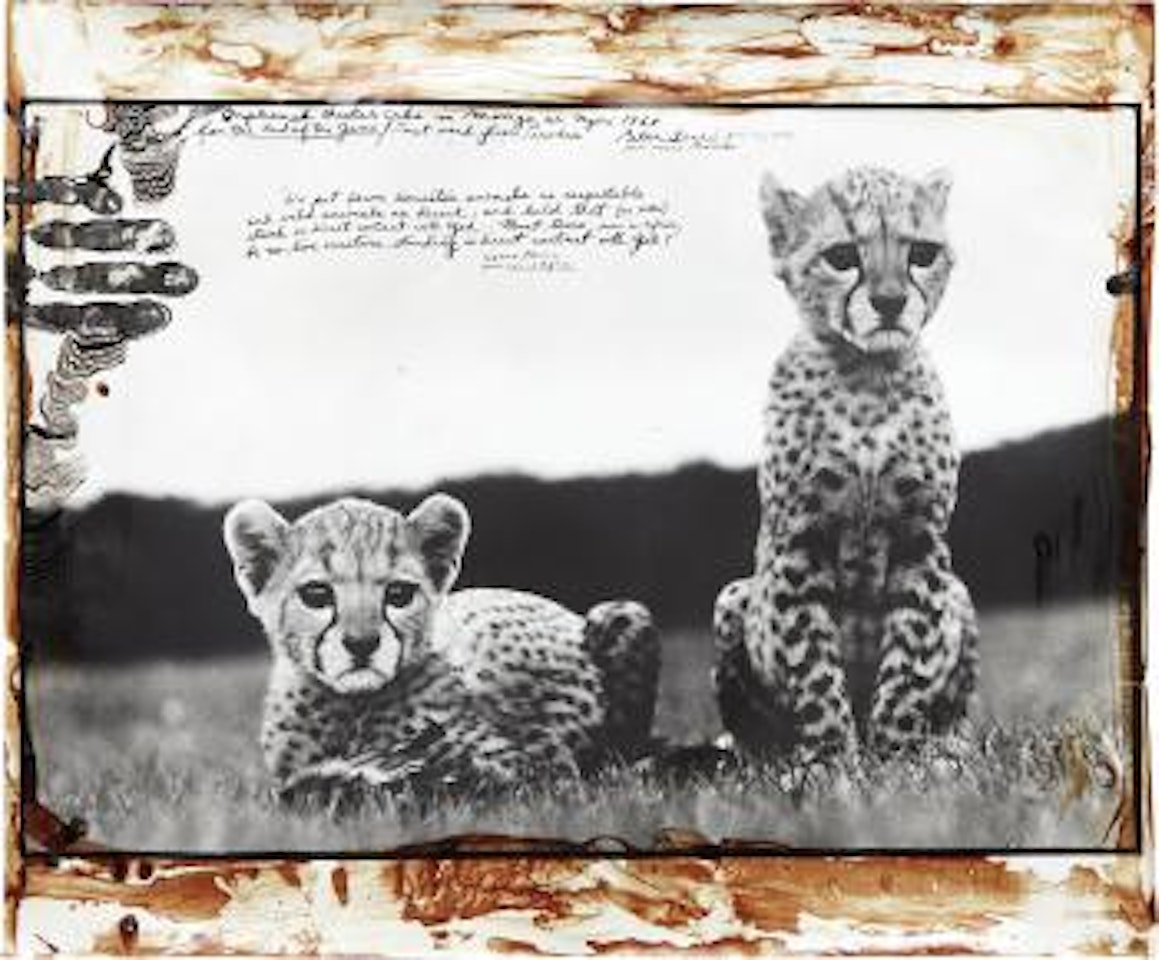 Cheetah Cubs at Mweiga nr. Nyeri, Kenya for The End of the Game, 1968 by Peter Beard