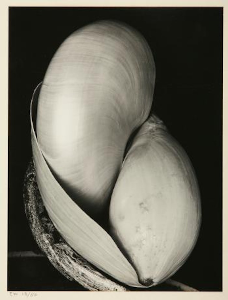 Shells by Edward Weston