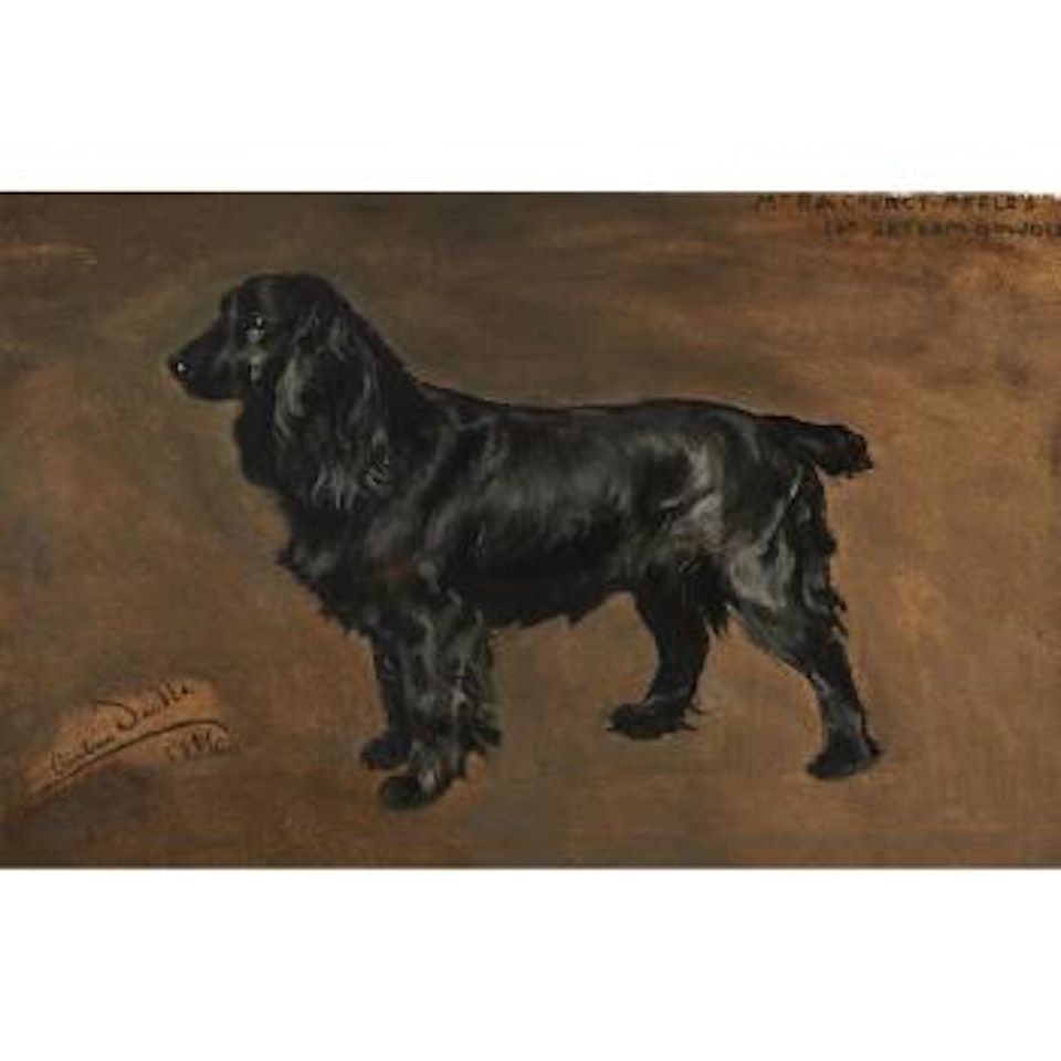 Cha. Jetsam Bowdler, a Black Cocker Spaniel by Arthur Wardle