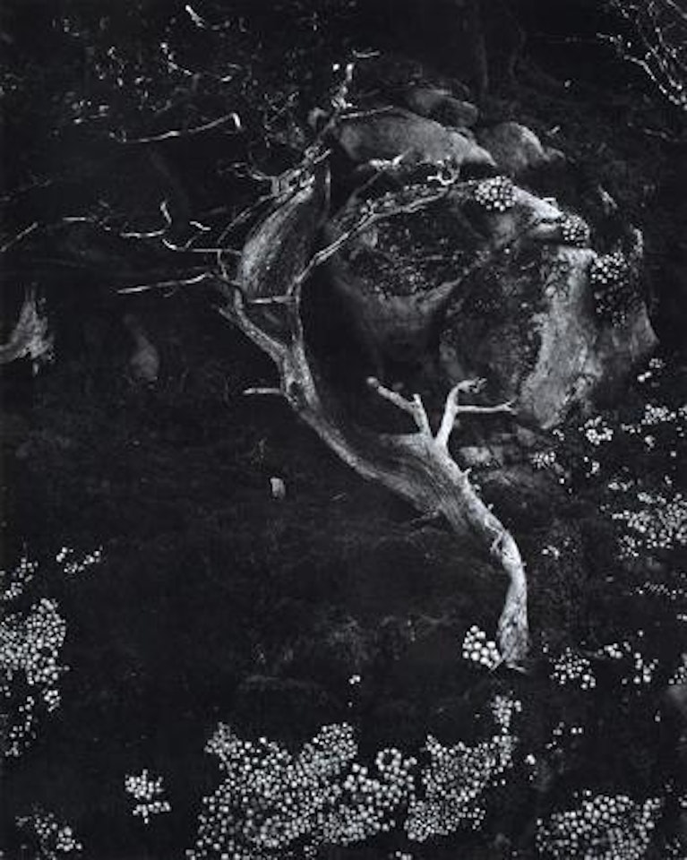 Cypress, Point Lobos by Edward Weston