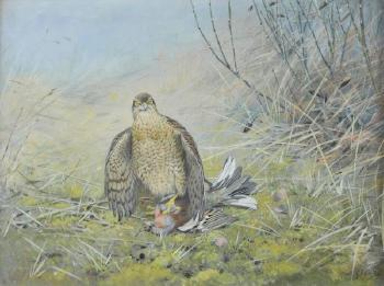 Sparrowhawk mantling a chaffinch by George Edward Lodge