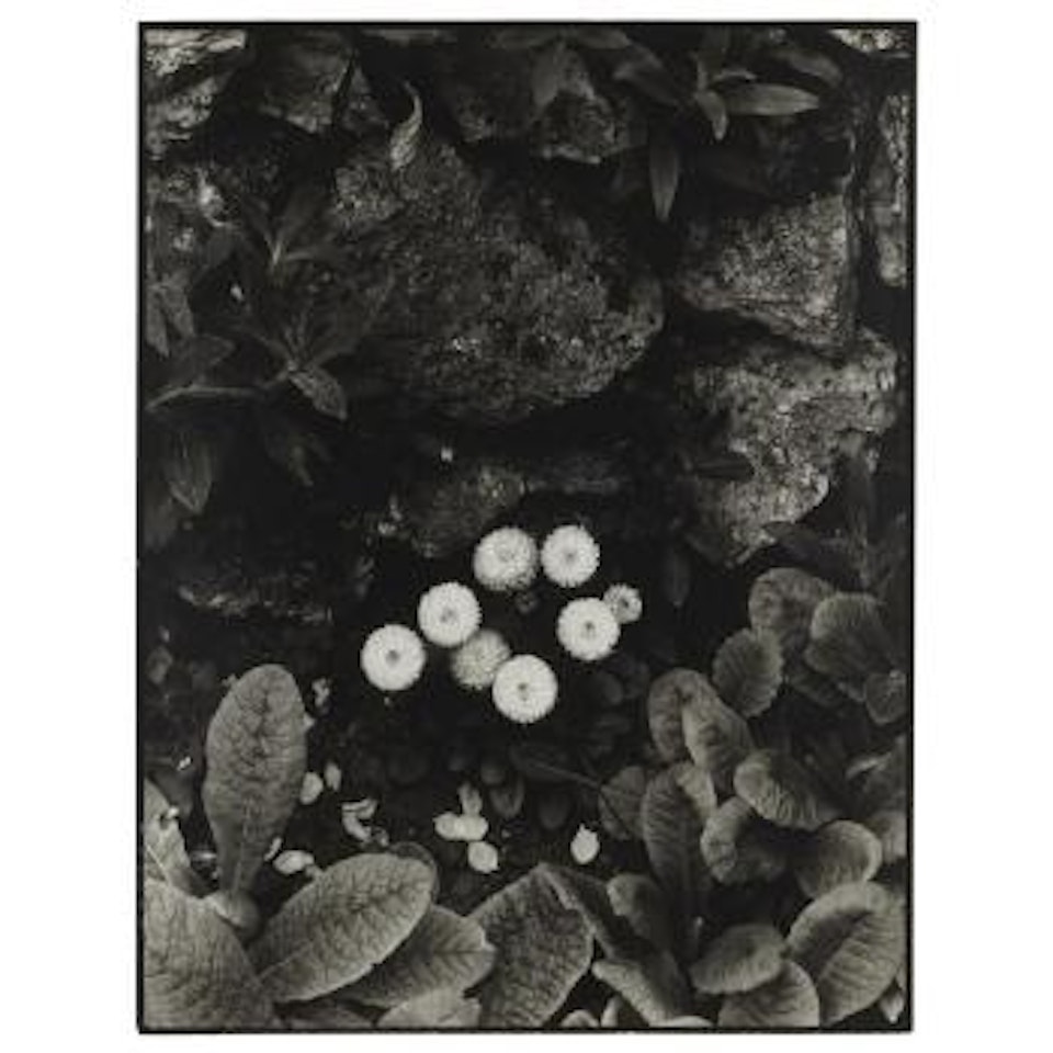 The Happy Family, Orgeval, France by Paul Strand