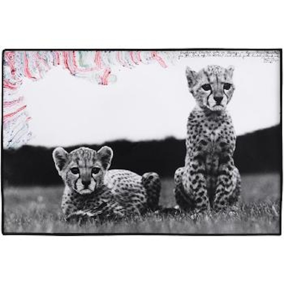 Orphaned Cheetah Cubs in Mweiga nr. Nyeri, Kenya by Peter Beard