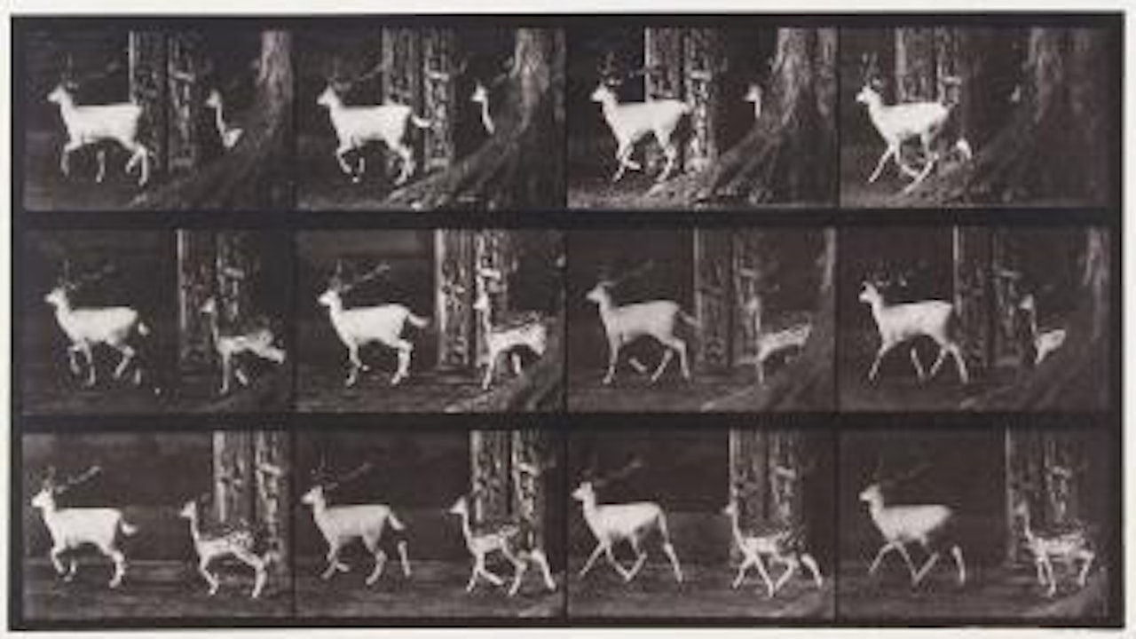 Fallow deer, buck and doe, trotting by Eadweard Muybridge