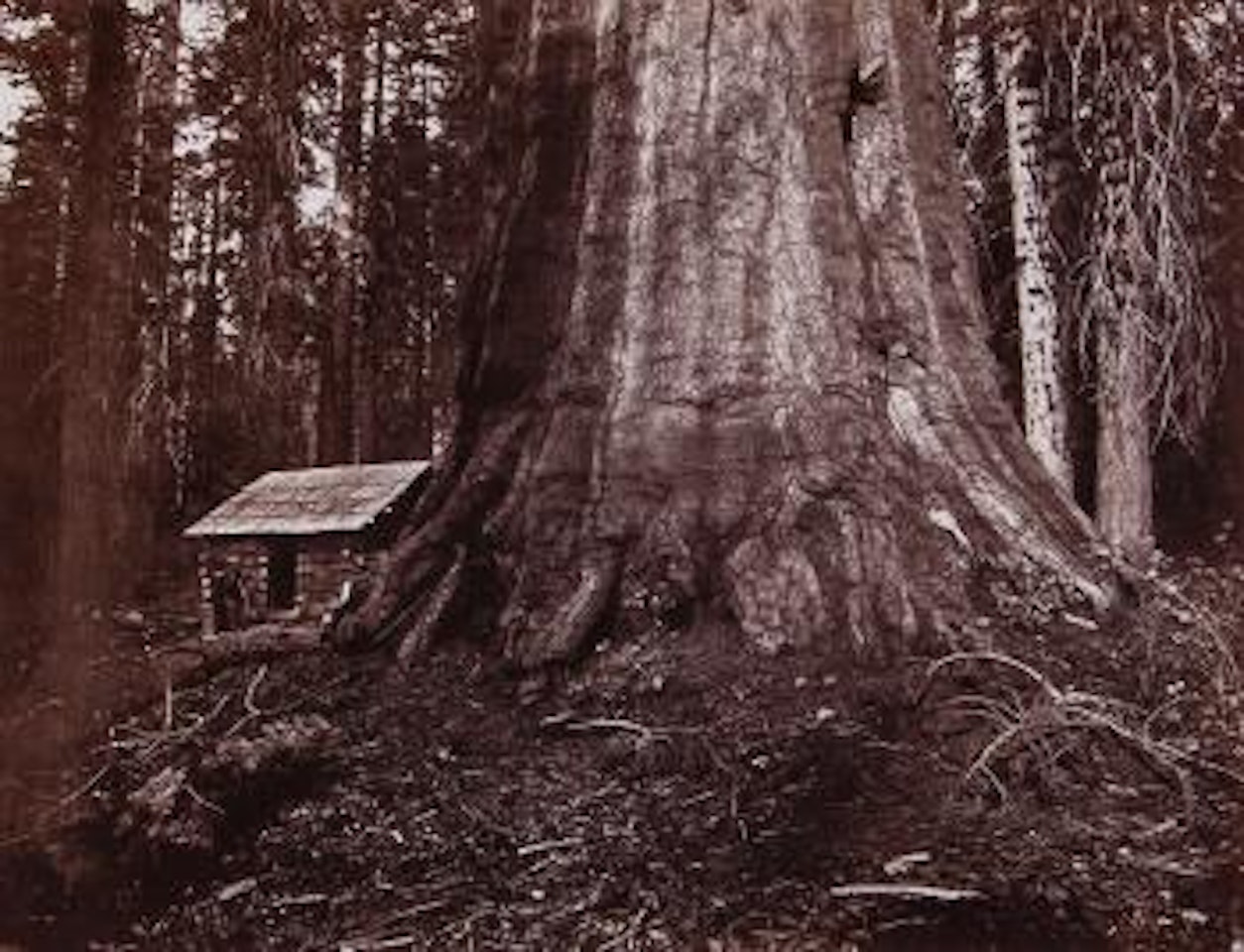 Wm. H. Seward. 85 feet in circumference. Mariposa Grove of Mammoth trees by Eadweard Muybridge