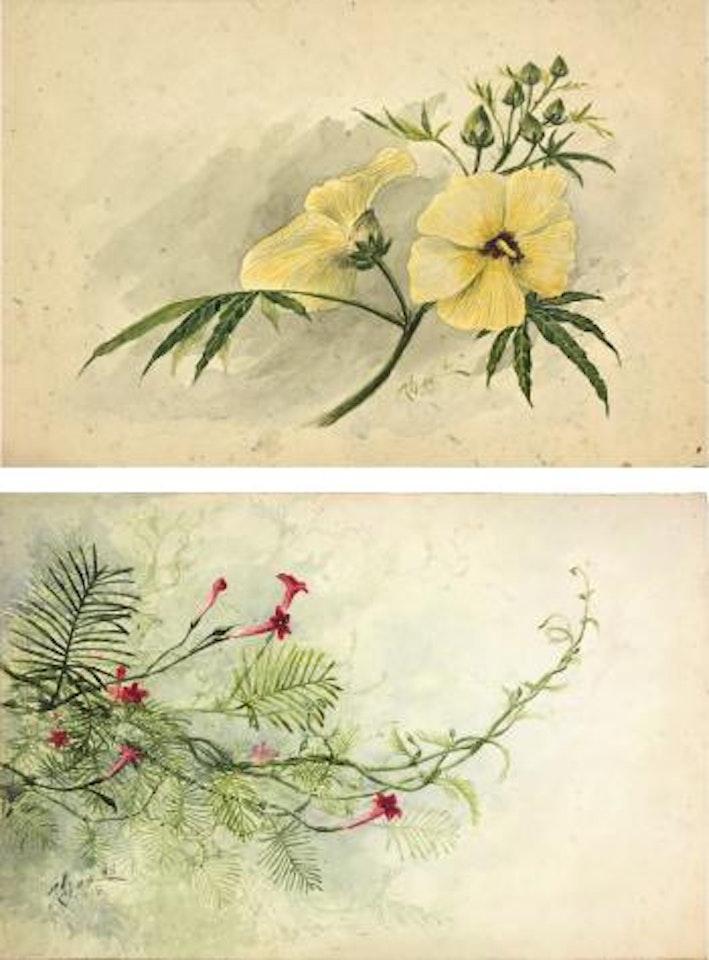 Blossoms by Lengyue Tao