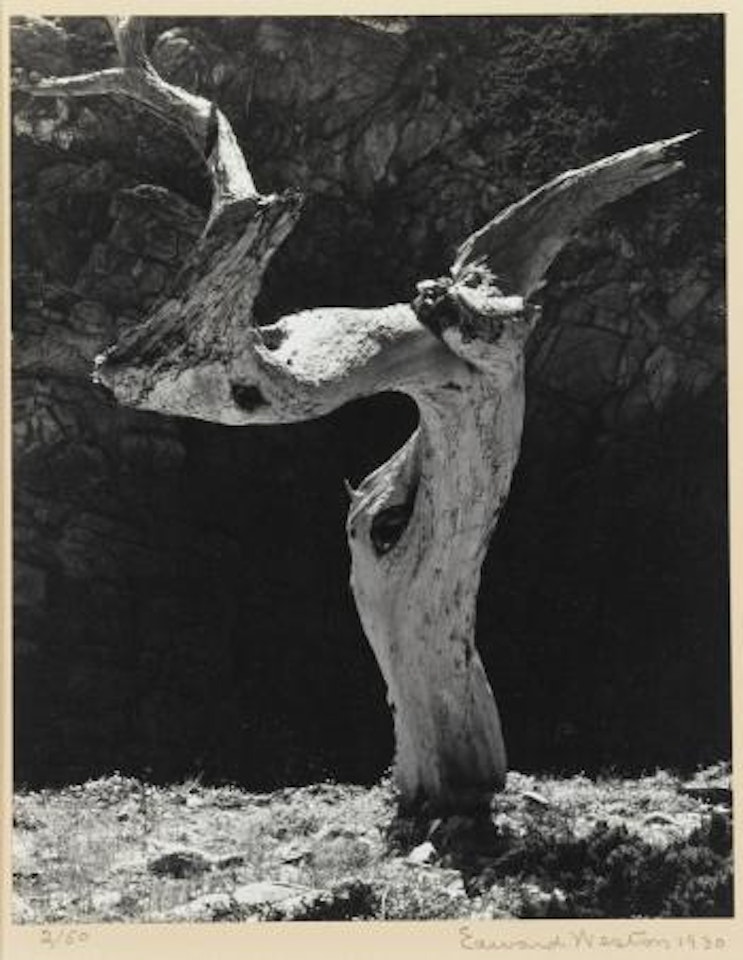 Monterey Cypress by Edward Weston