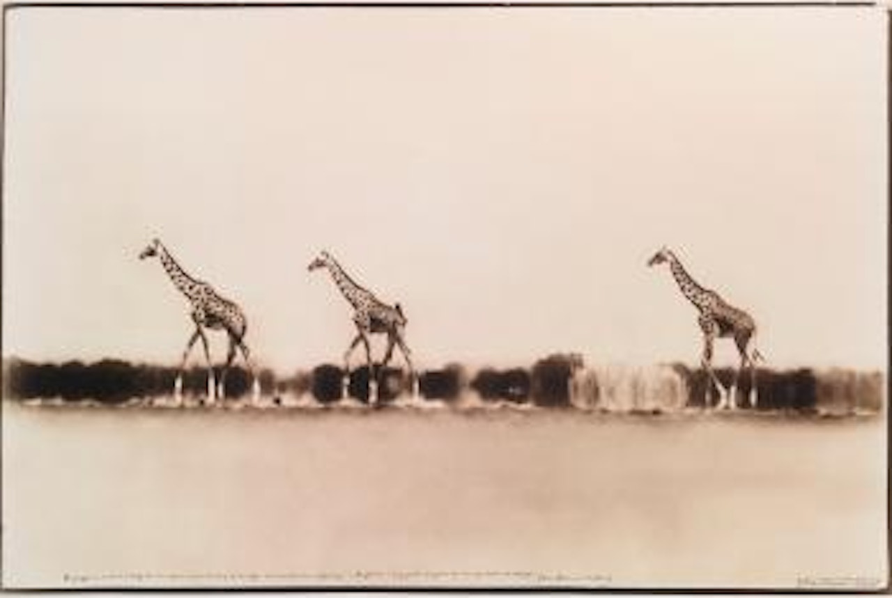 Giraffes in Mirage on the Taru Desert, Kenya, June 1960 for the end of the game by Peter Beard