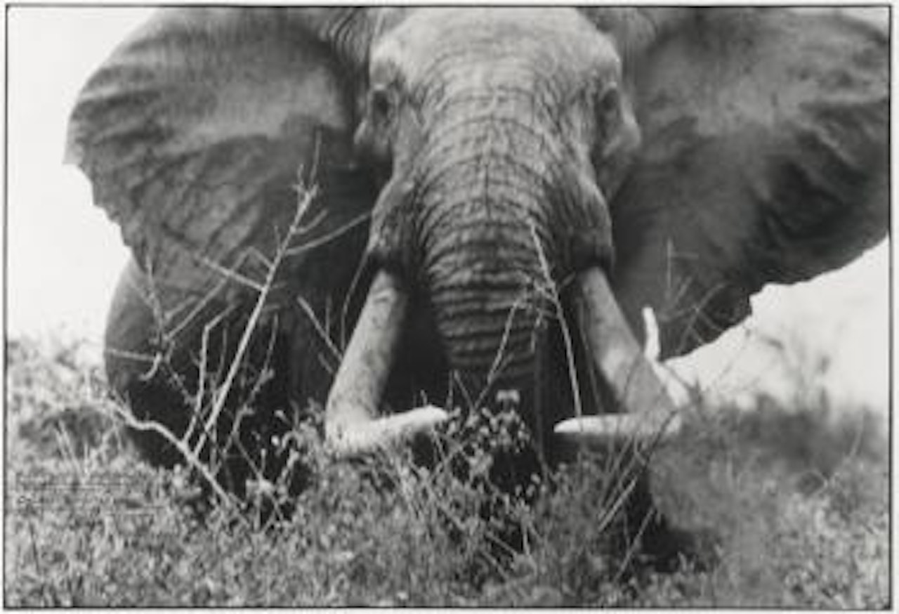 The Last of the Big Tuskers (Circa 150-160 Lbs per side) by Peter Beard