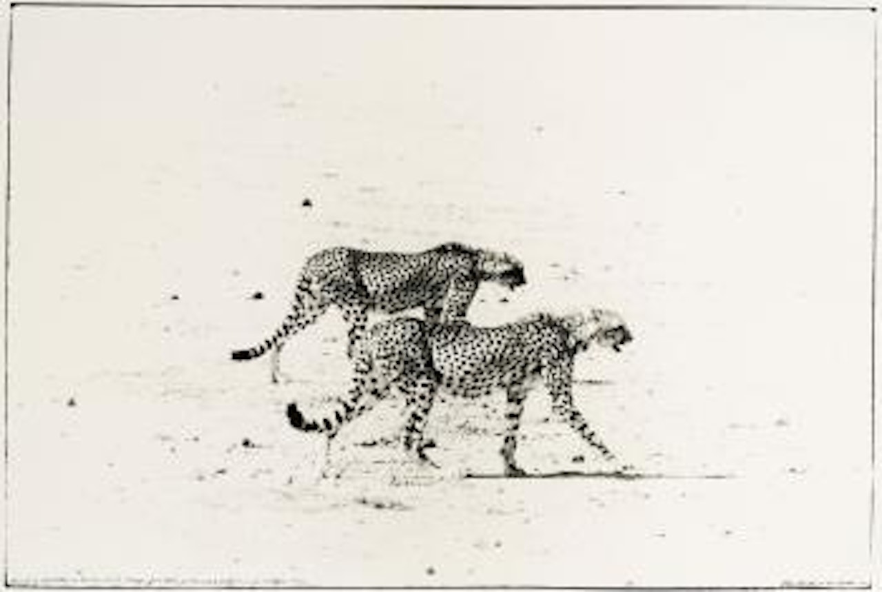 Hunting Cheetahs on the Taru Desert, Kenya, June 1960 by Peter Beard