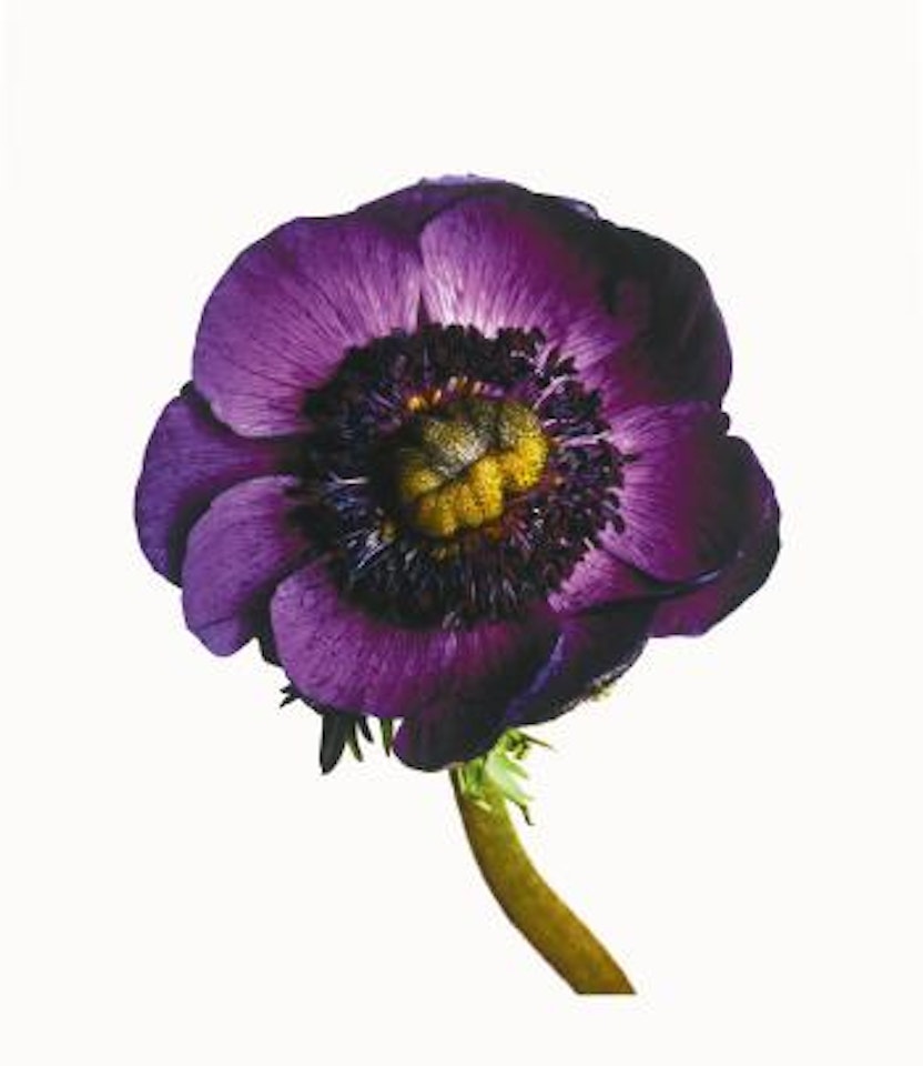 Anemone/ Anemone Coronaria: Inra Blue, New York, 2006 by Irving Penn