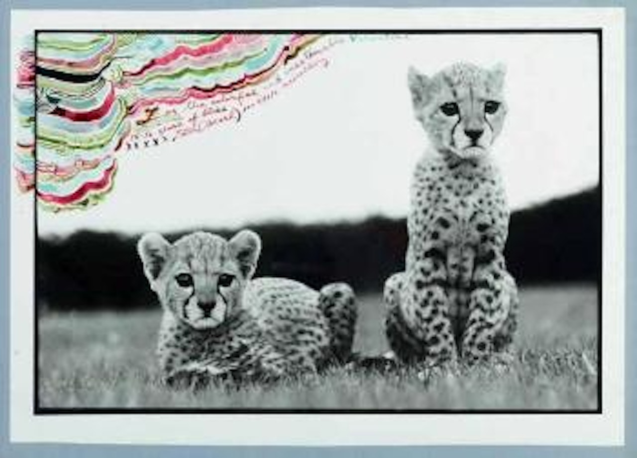Orphaned, Cheetah Cubs, Mweiga, Kenya by Peter Beard