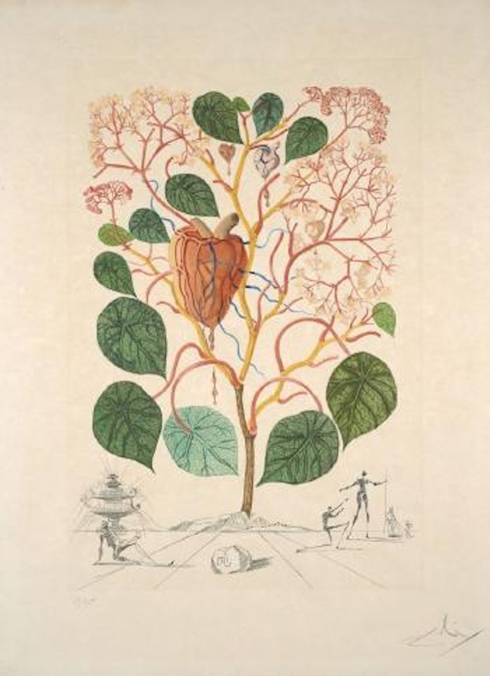 Flordali (flora dalinea) - begonia by Salvador Dali