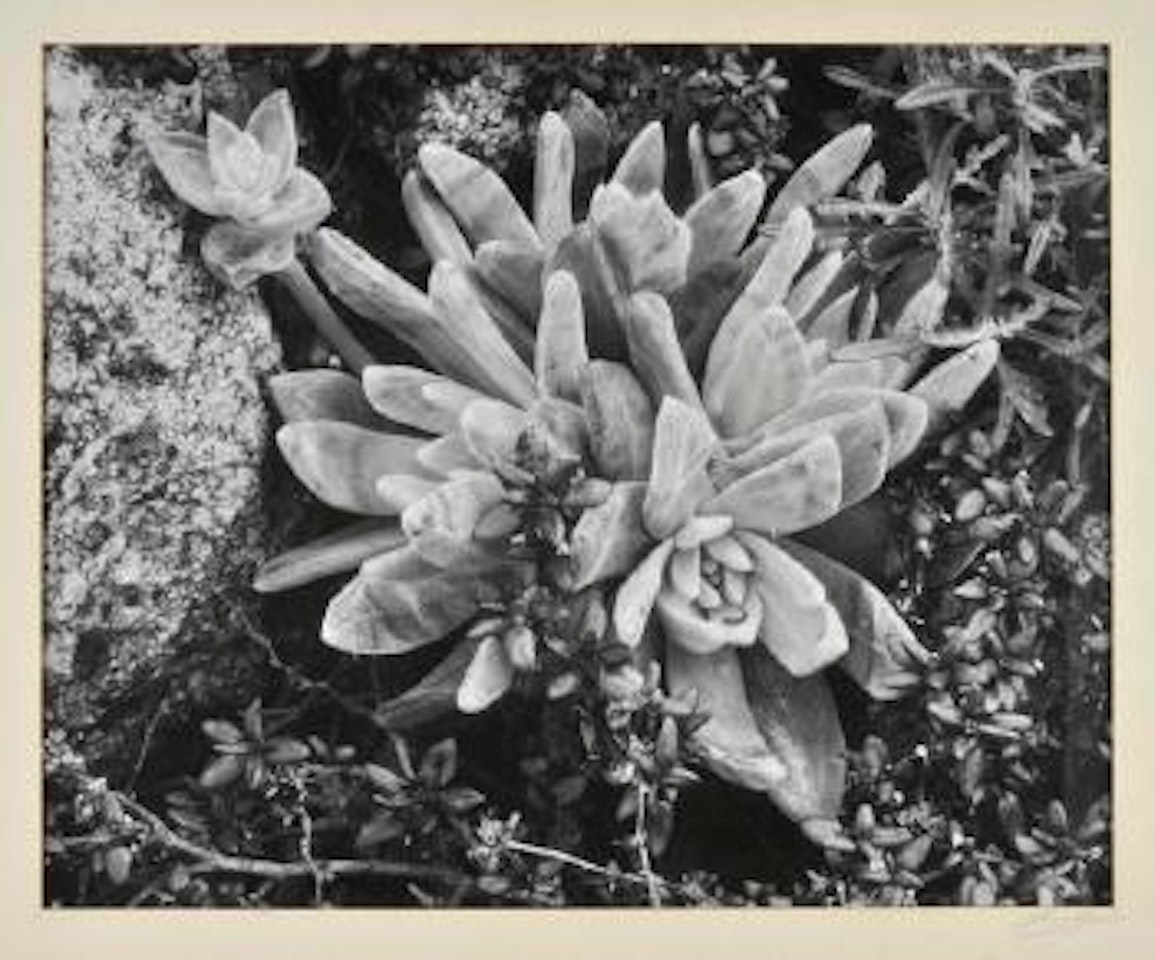 Desert succulents by Ansel Adams