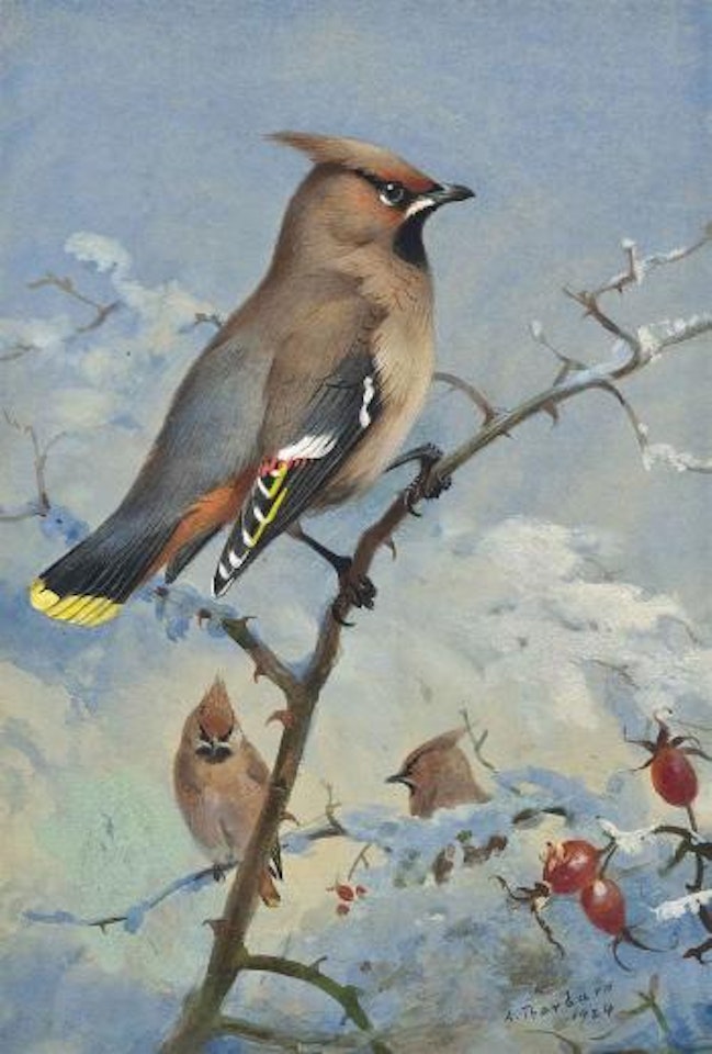 Waxwing by Archibald Thorburn