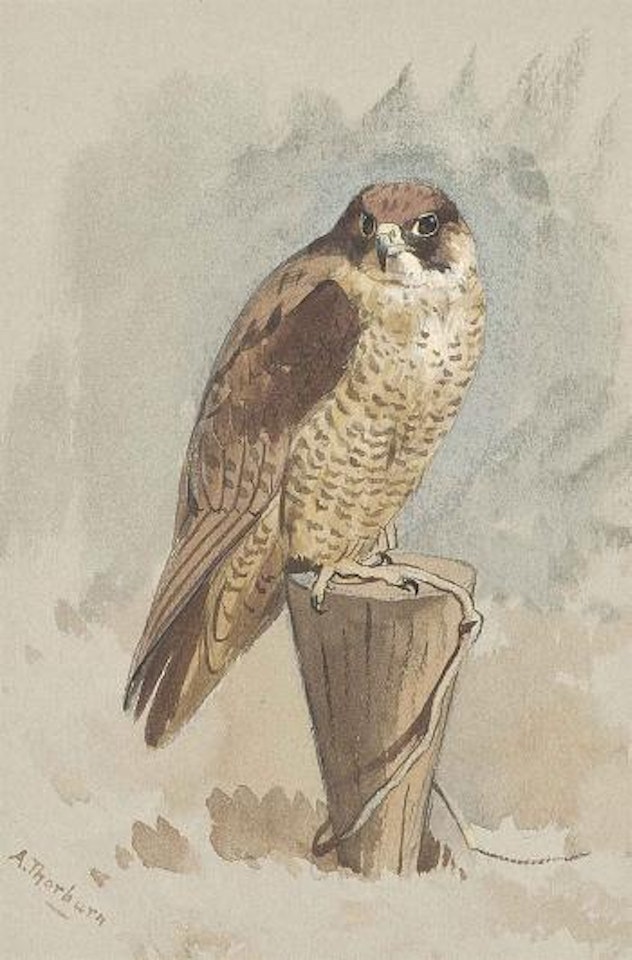 Peregrine Falcon by Archibald Thorburn