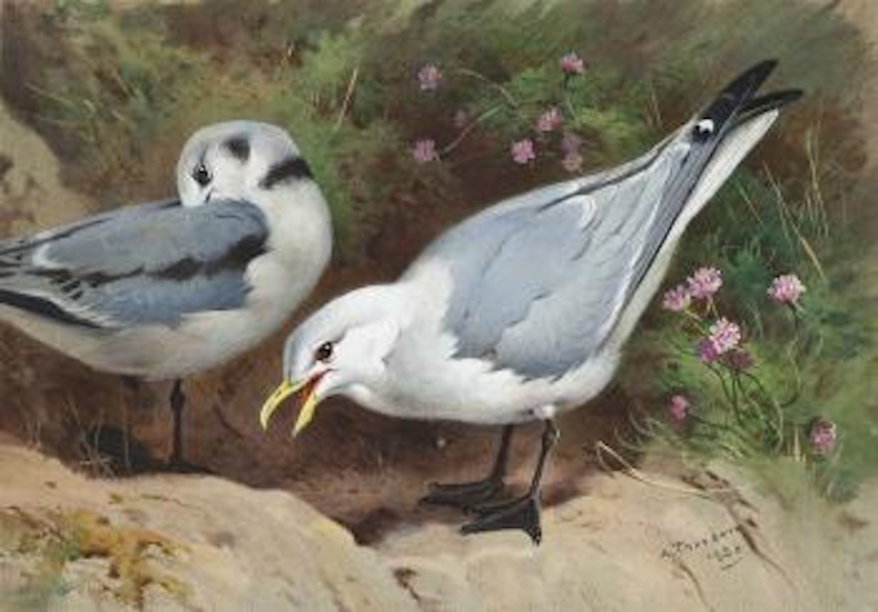Kittywakes by Archibald Thorburn