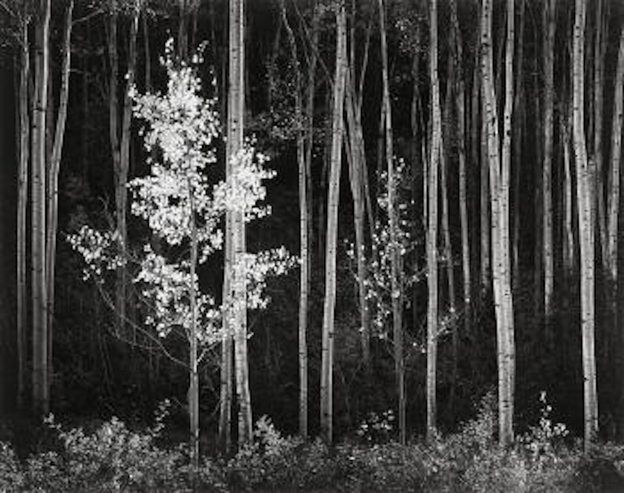 Aspen, Northern New Mexico by Ansel Adams