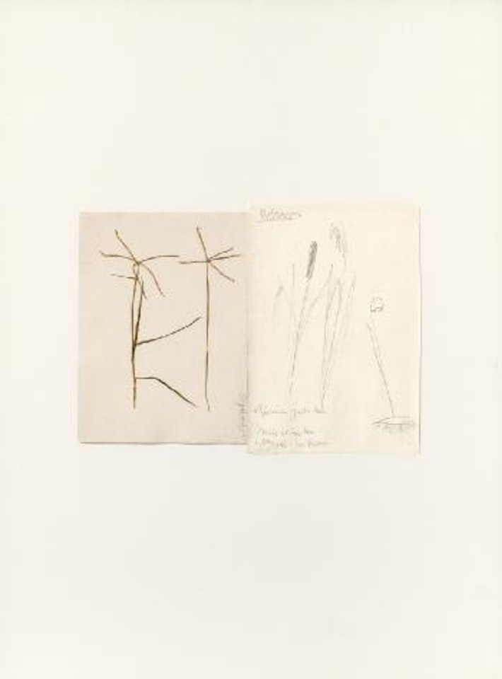 Cynodon by Joseph Beuys
