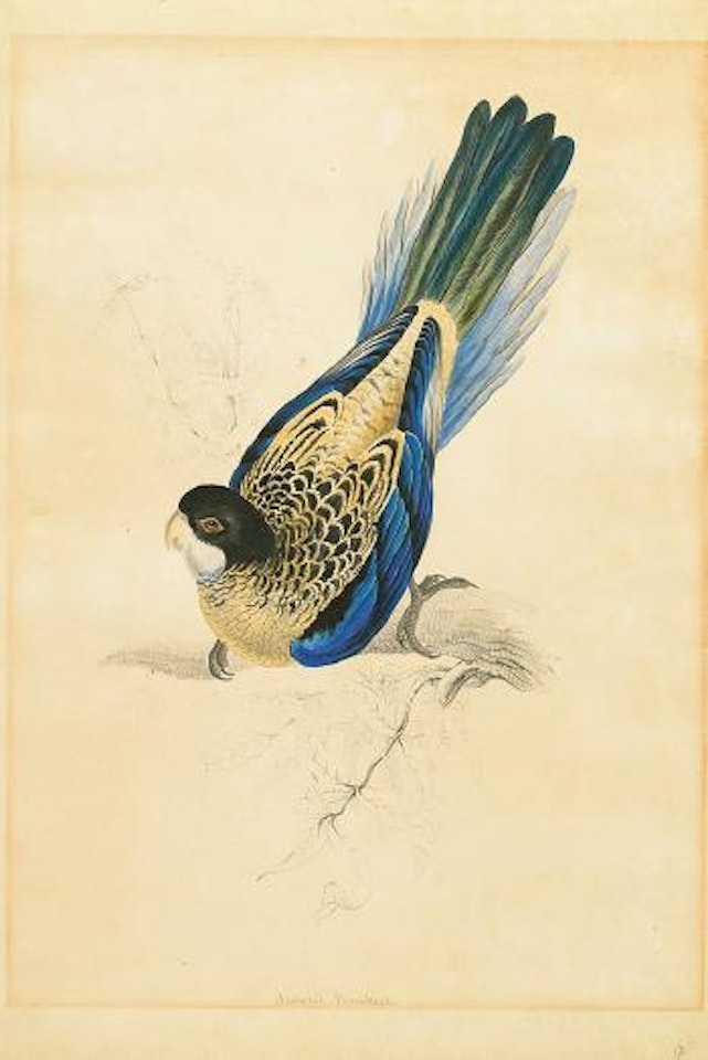 Brown's parakeet. New Holland parakeet by Edward Lear