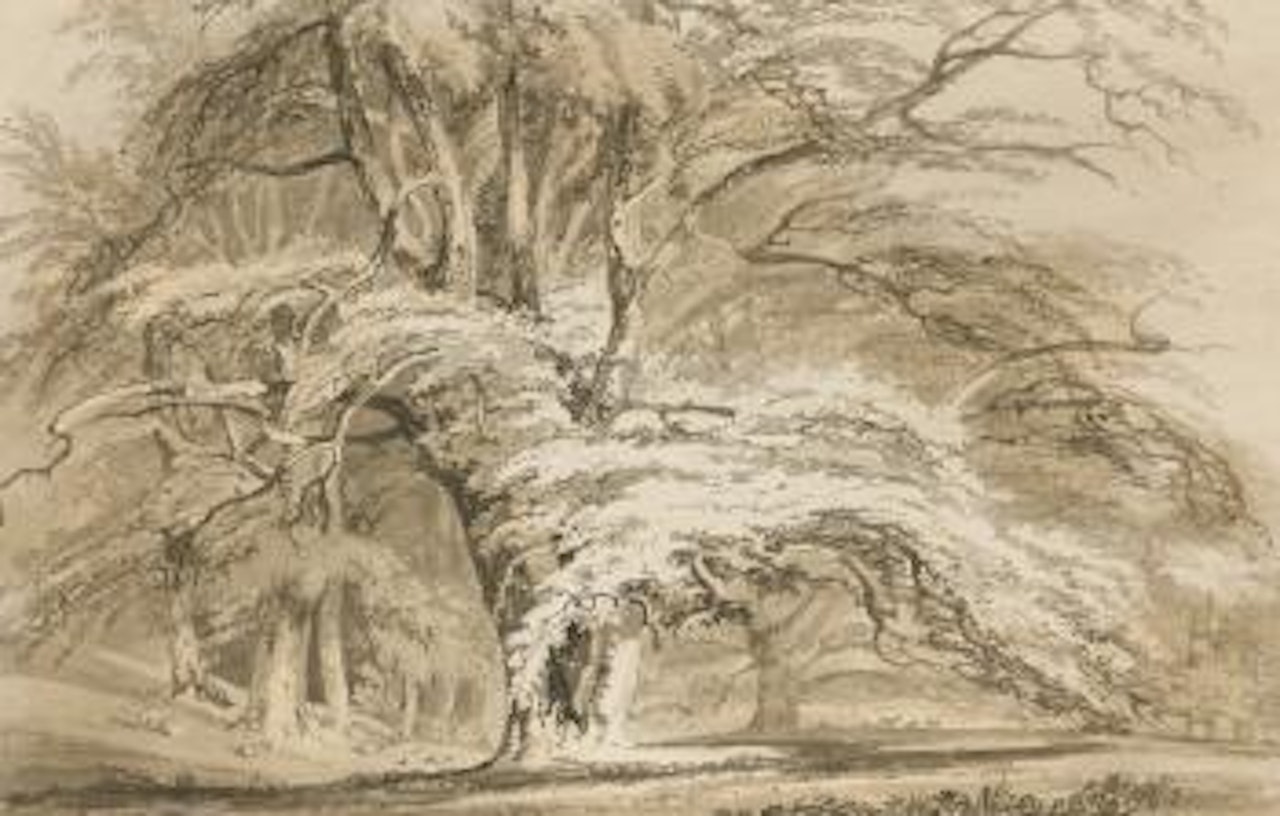 Beech Trees At Cassiobury Park, Hertfordshire by Joseph Mallord William Turner