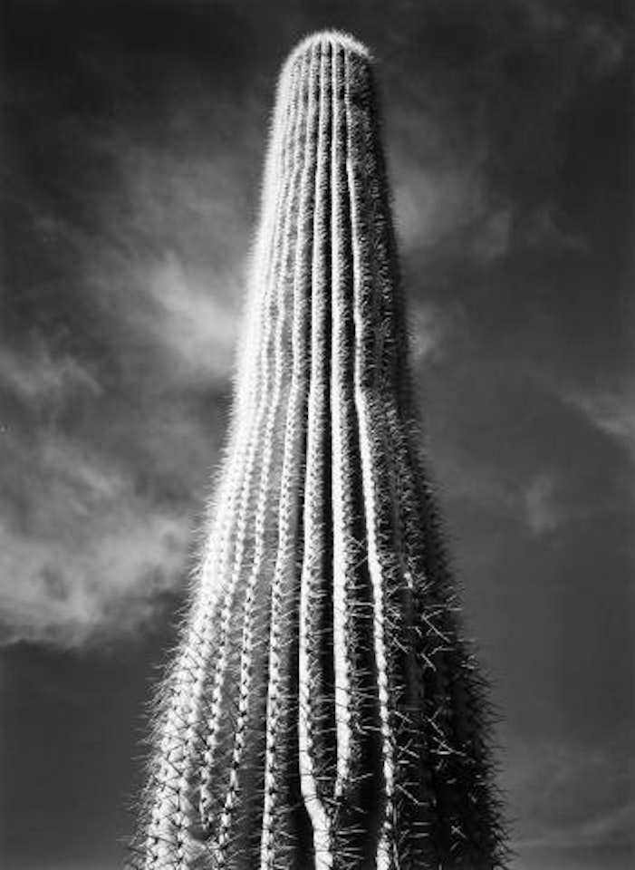 Saguaro cactus, sunrise, Arizona by Ansel Adams