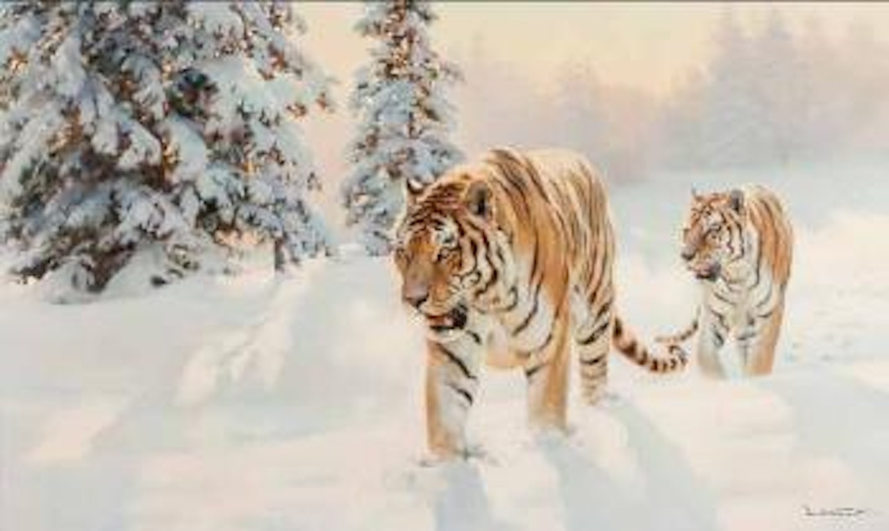 Two Siberian Tigers in Snowy Landscape by Donald Grant