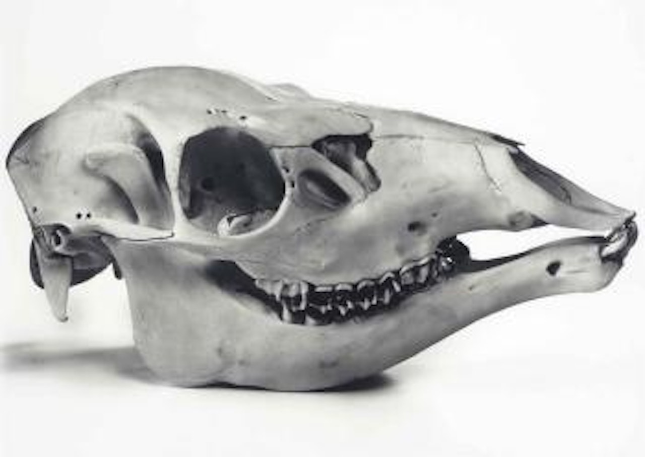 Red Deer, Prague by Irving Penn