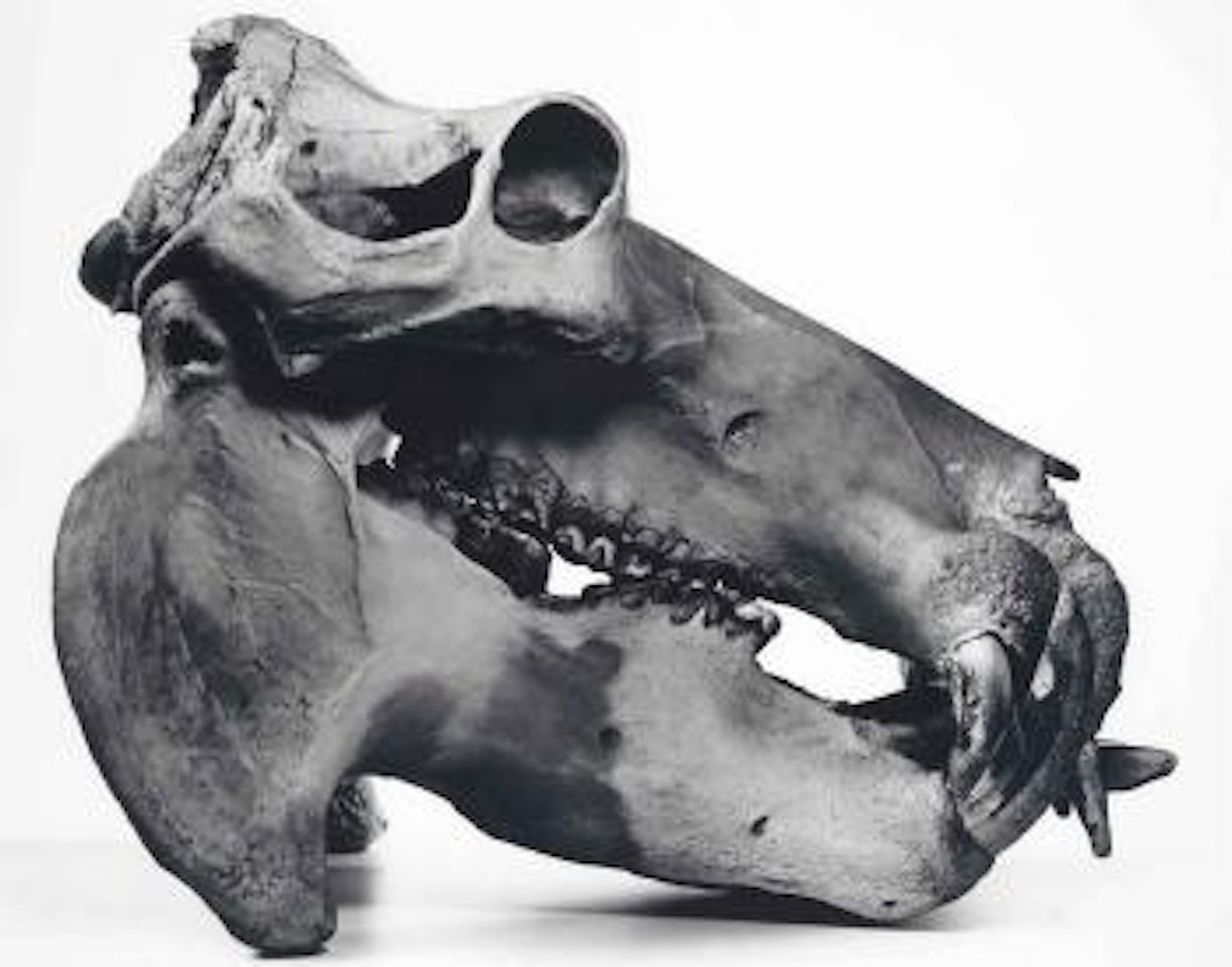 Hippopotamus, Prague by Irving Penn