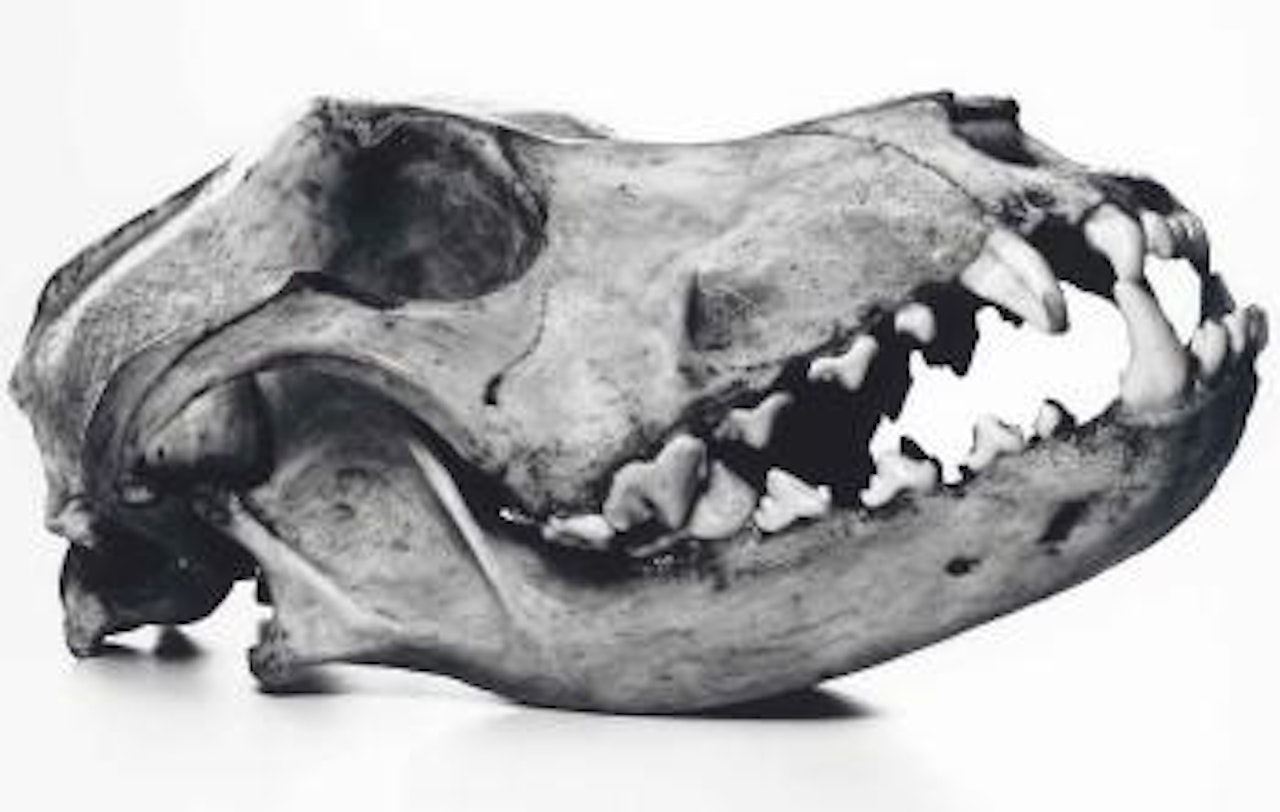 Dog, Prague by Irving Penn
