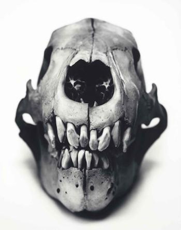 Polar Bear, Prague by Irving Penn