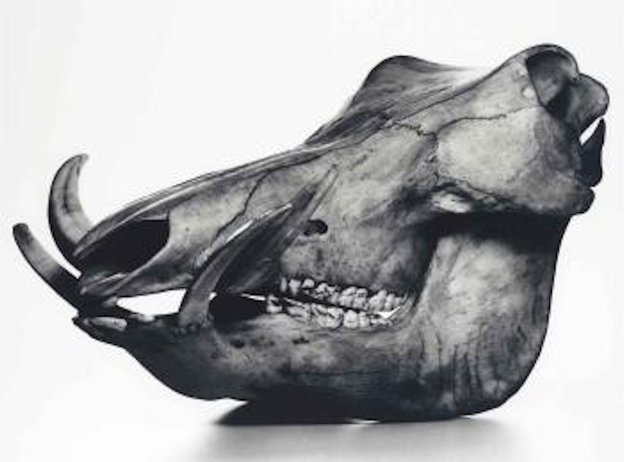 Warthog, Prague by Irving Penn
