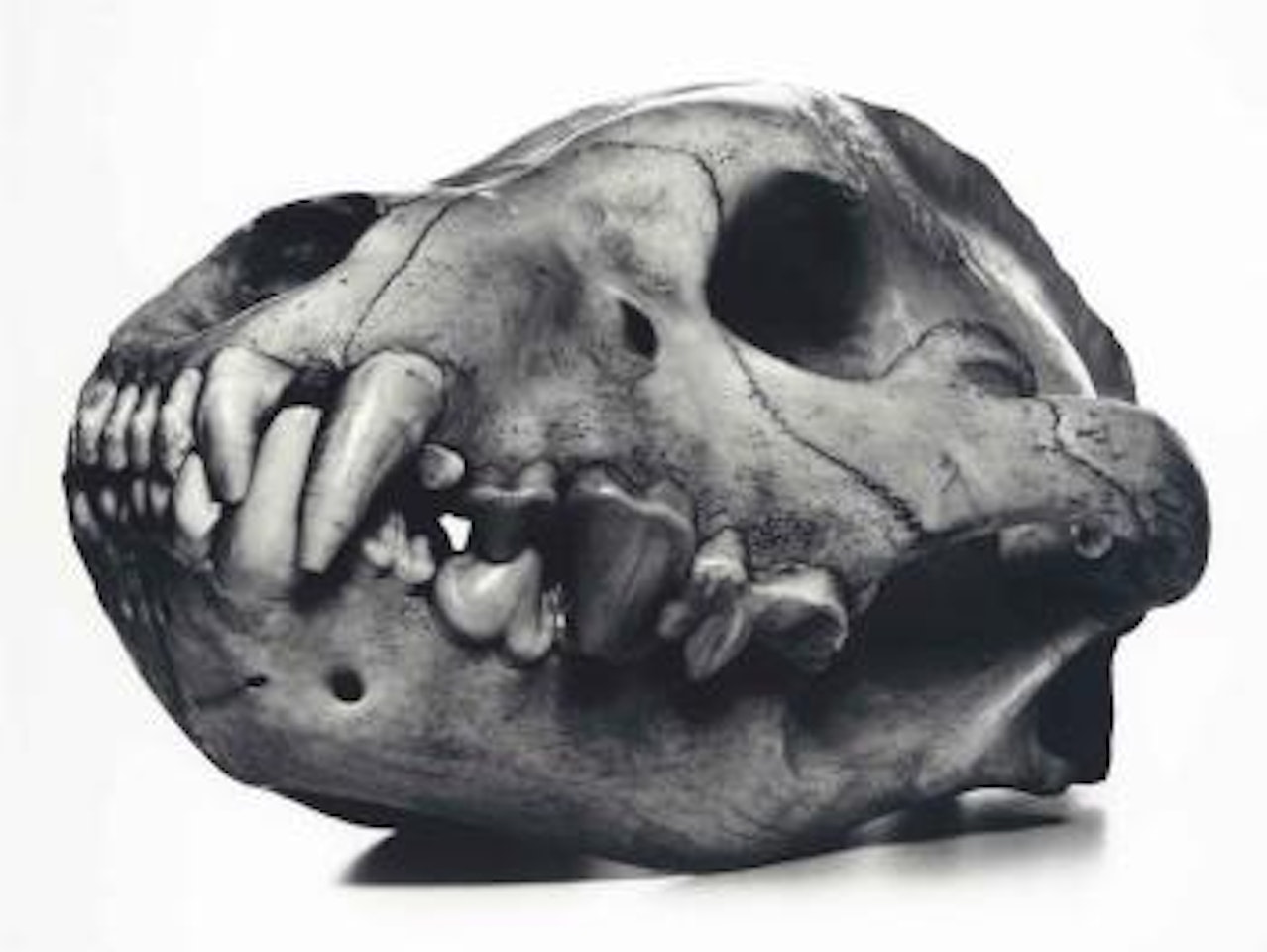 Spotted Hyena, Prague by Irving Penn