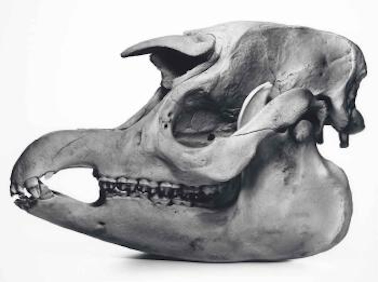 Tapir, Prague by Irving Penn