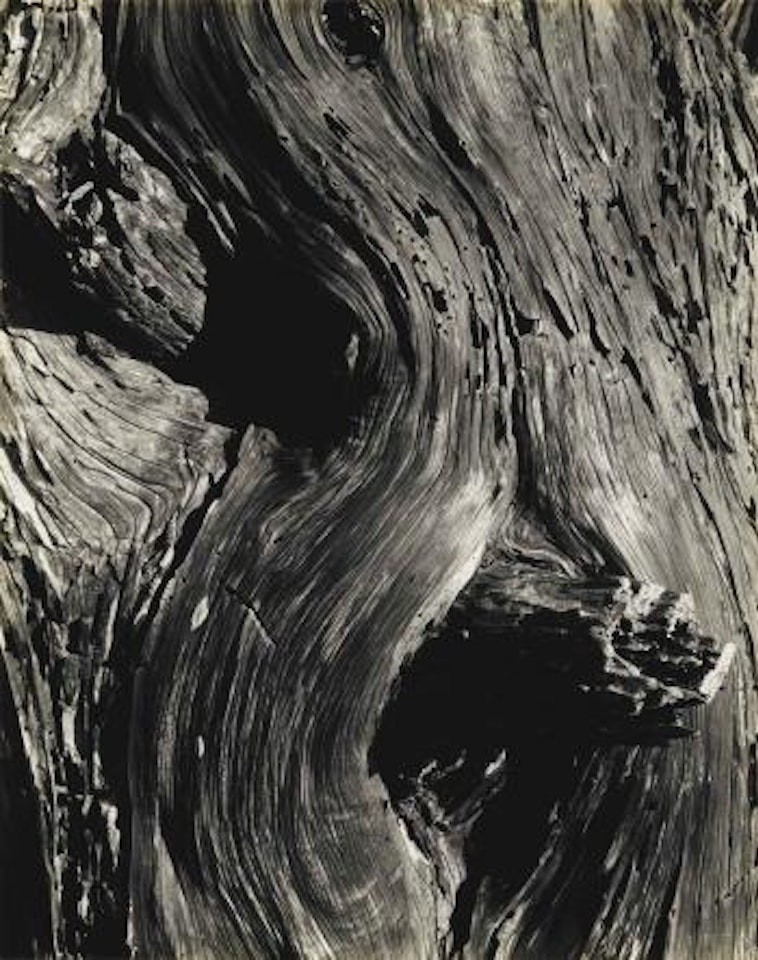 Monterey Cypress, 1929 by Edward Weston