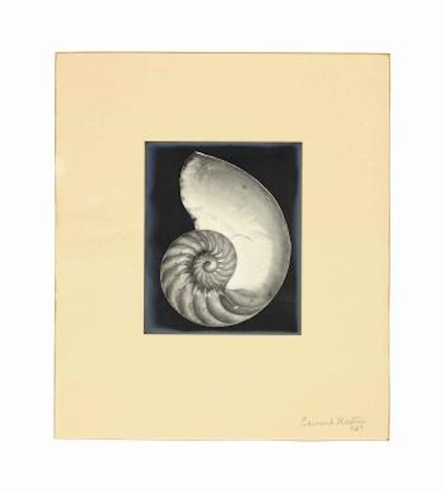 Nautilus Shell, 1927 by Edward Weston