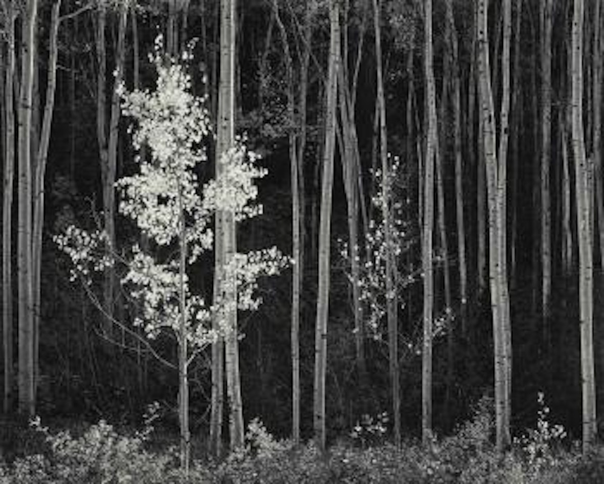 Aspens, Northern New Mexico, 1958 by Ansel Adams