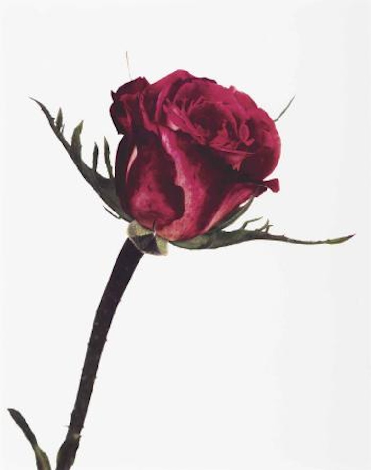 Rose, Colour Wonder, London, 1970 by Irving Penn