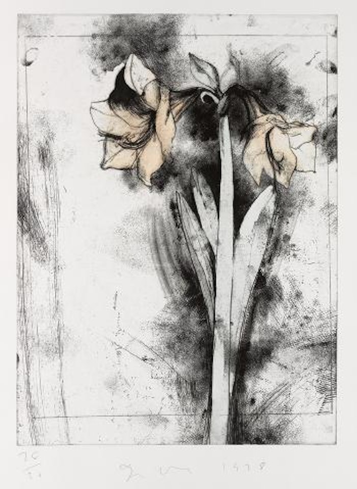 Amaryllis; Yellow Calla Lilies by Jim Dine