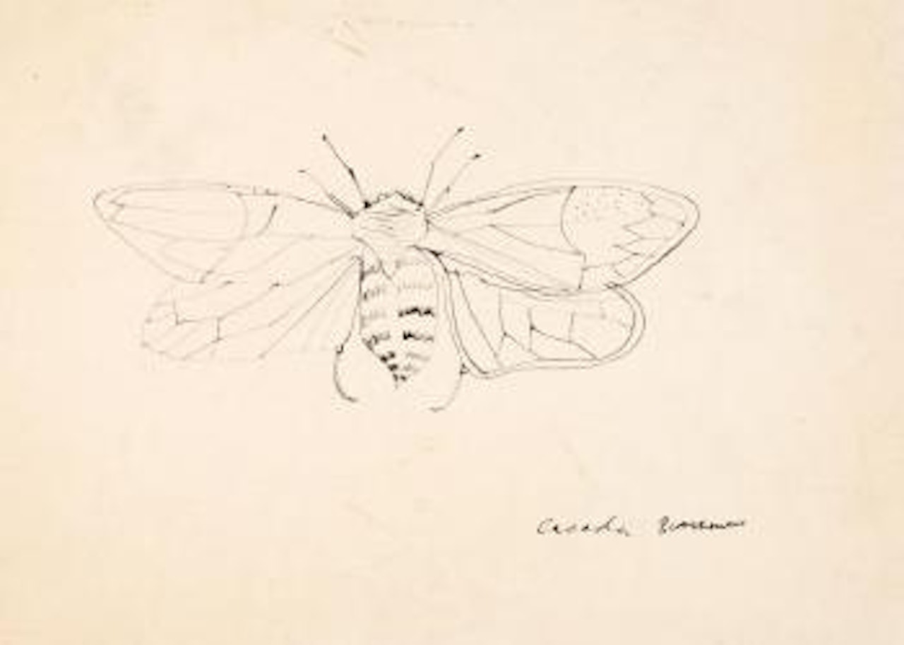 Cicada by Charles Blackman