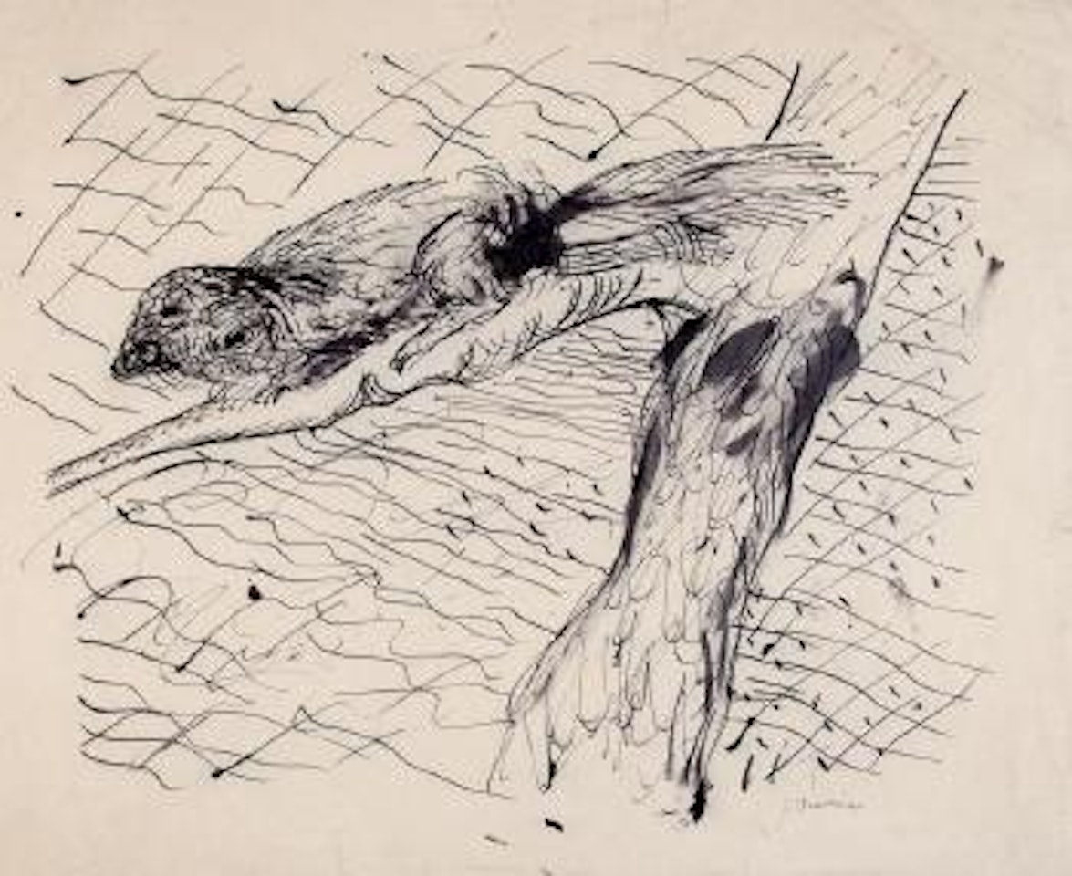 Squirrel by Charles Blackman